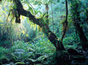 Amazon Rainforest, Yawanawa Tribe, Acre Brazil