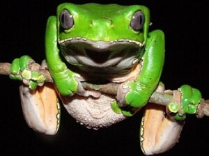 Indigenous Amazon frog